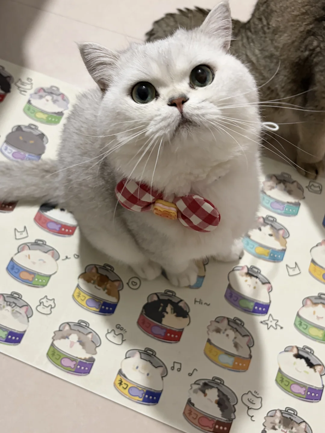 圆滚滚小猫～