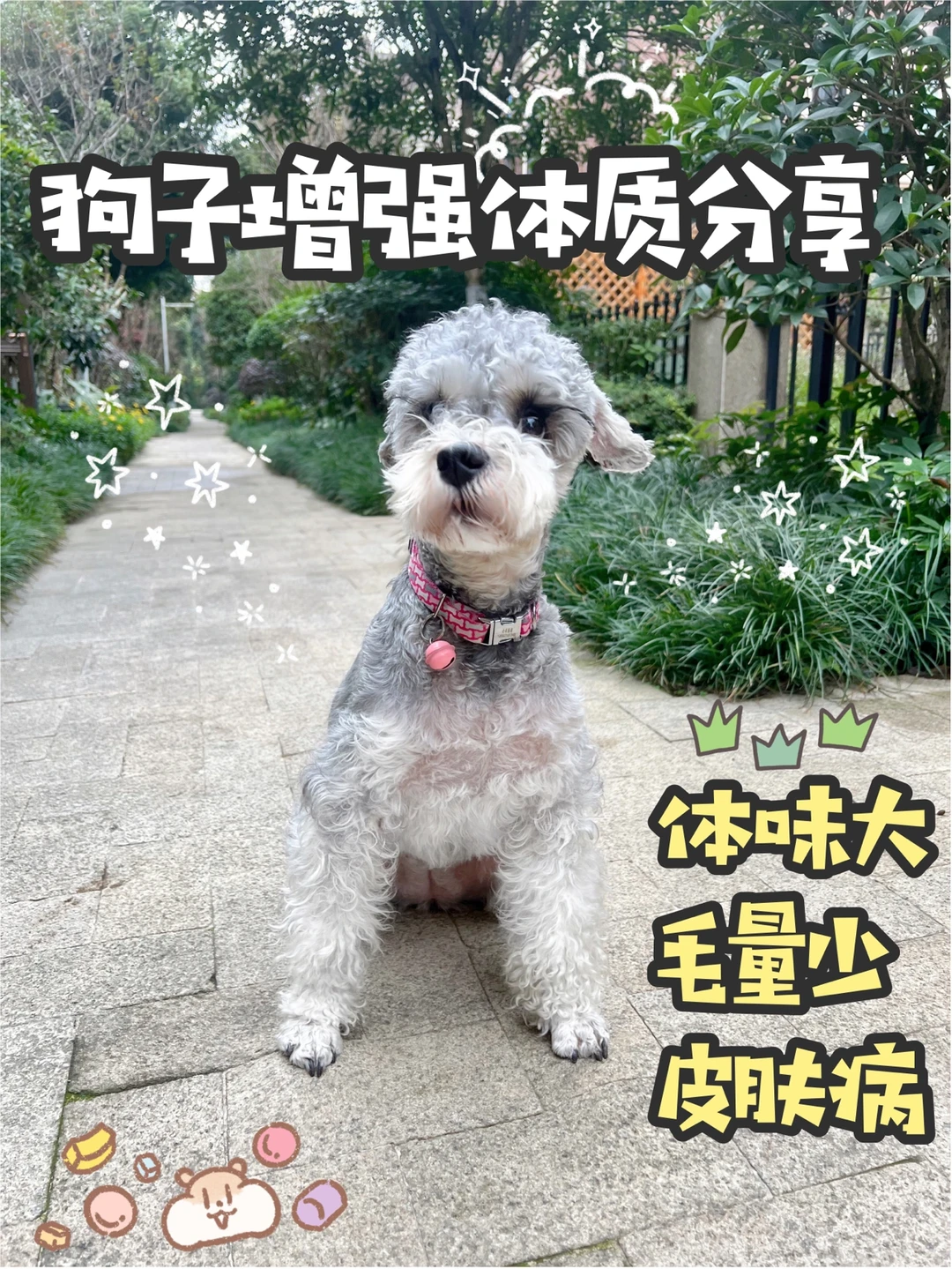 不要再给狗子吃人食了‼️营养不良后患多