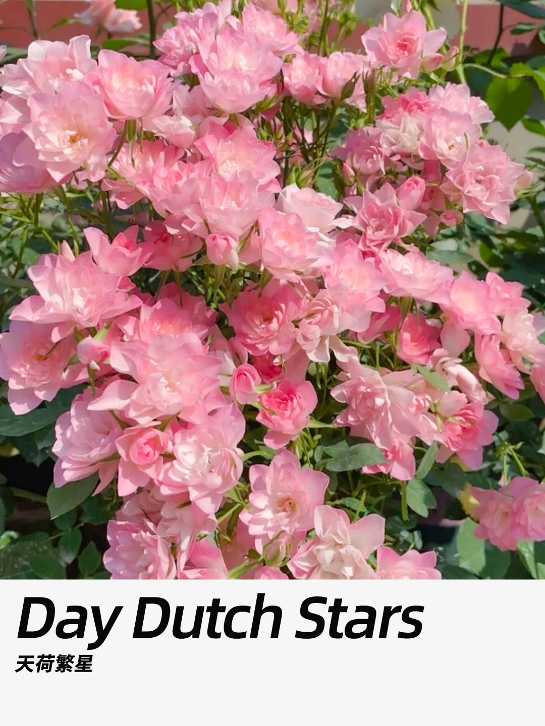 带你每天认识一种花材352｜天荷繁星