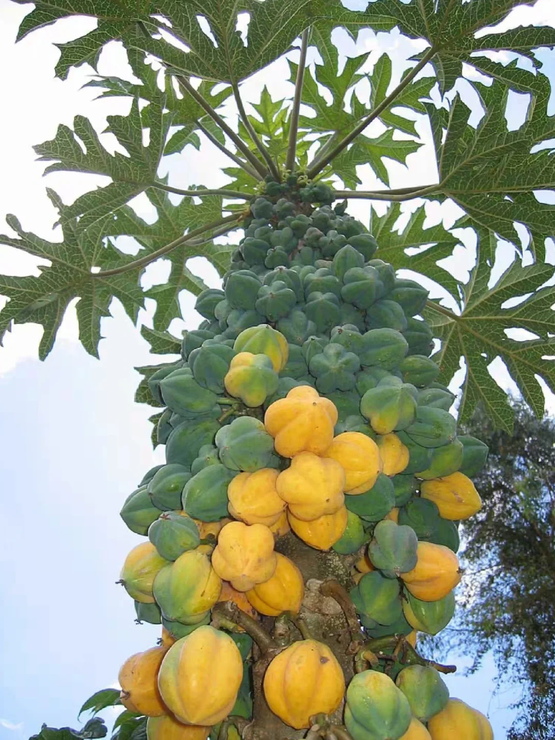 南美洲 山番木瓜Vasconcellea pubescens