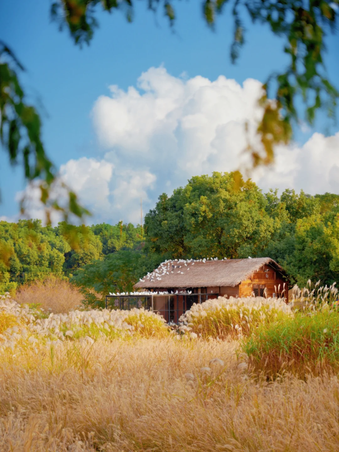 救命❗️我真的醉倒在良渚的温柔秋色里🍂