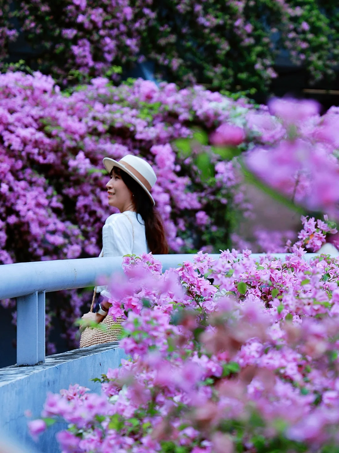 9.10实拍🌸深圳三角梅花海（附自拍机位）