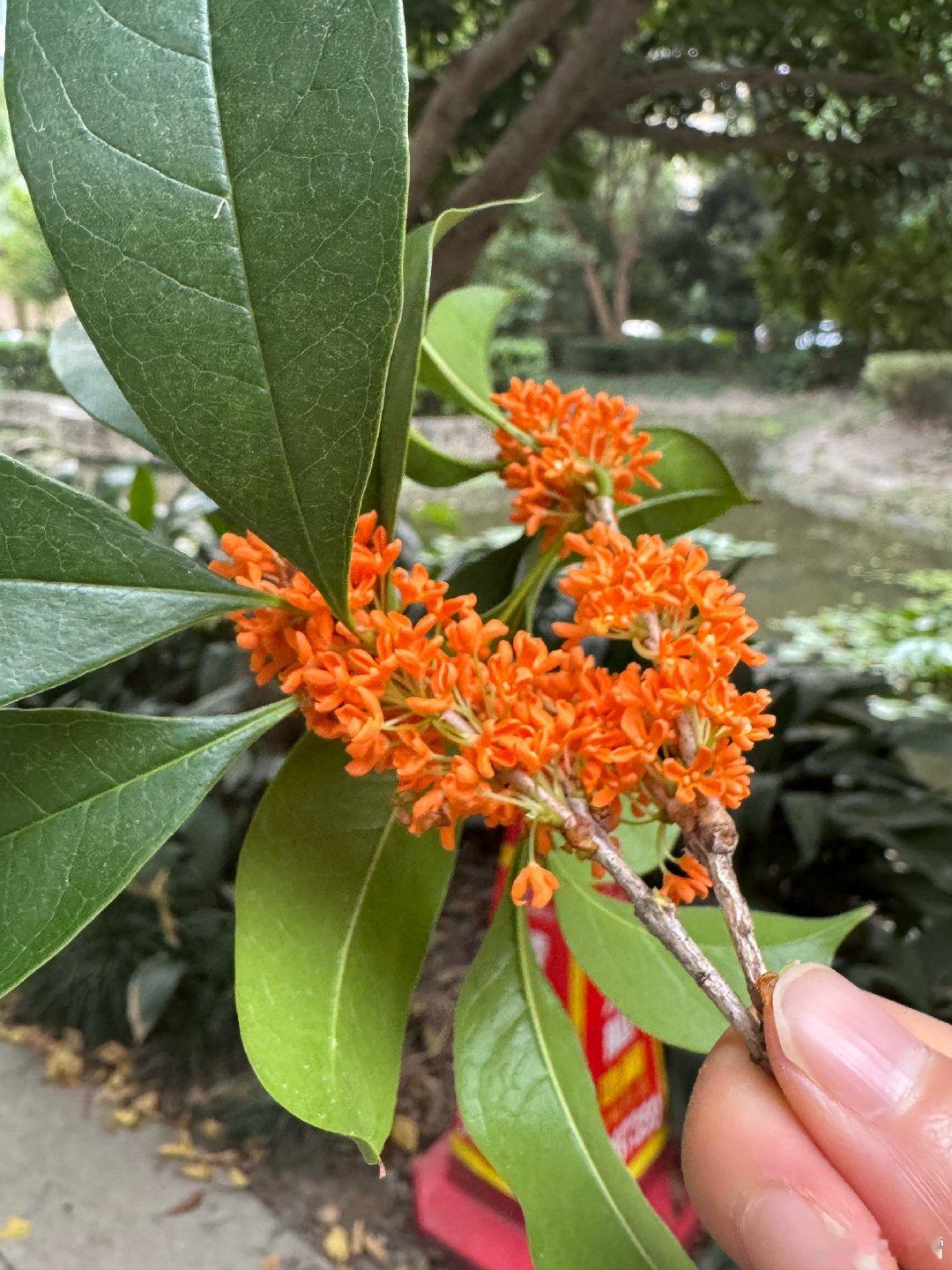 长期待在家里看似安逸，实则是一场对身体机能与心理能量的双重蚕食，从肌肉退化到陷入情绪内耗，这种封闭状态会让人在不知不觉中丧失活力。  一、身体机能全面退化- 肌肉与骨骼流失：长期缺乏活动导致肌肉萎缩、