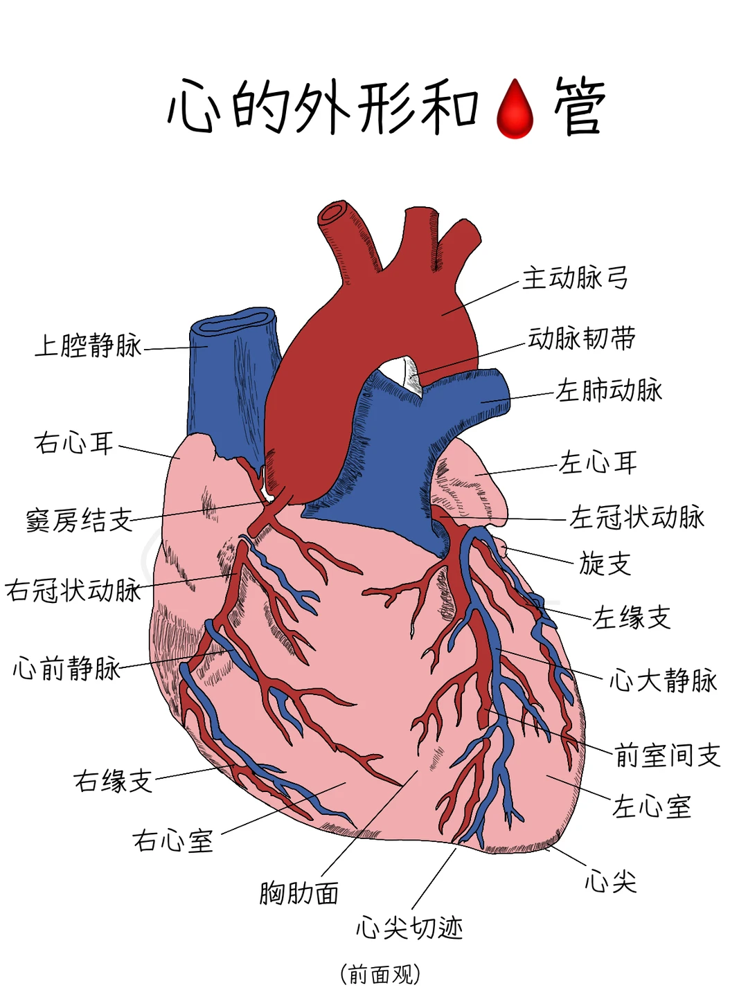 手绘心脏解剖