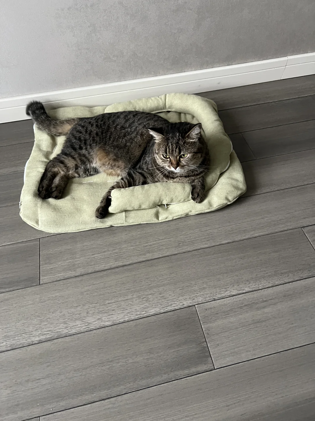 猫窝自由