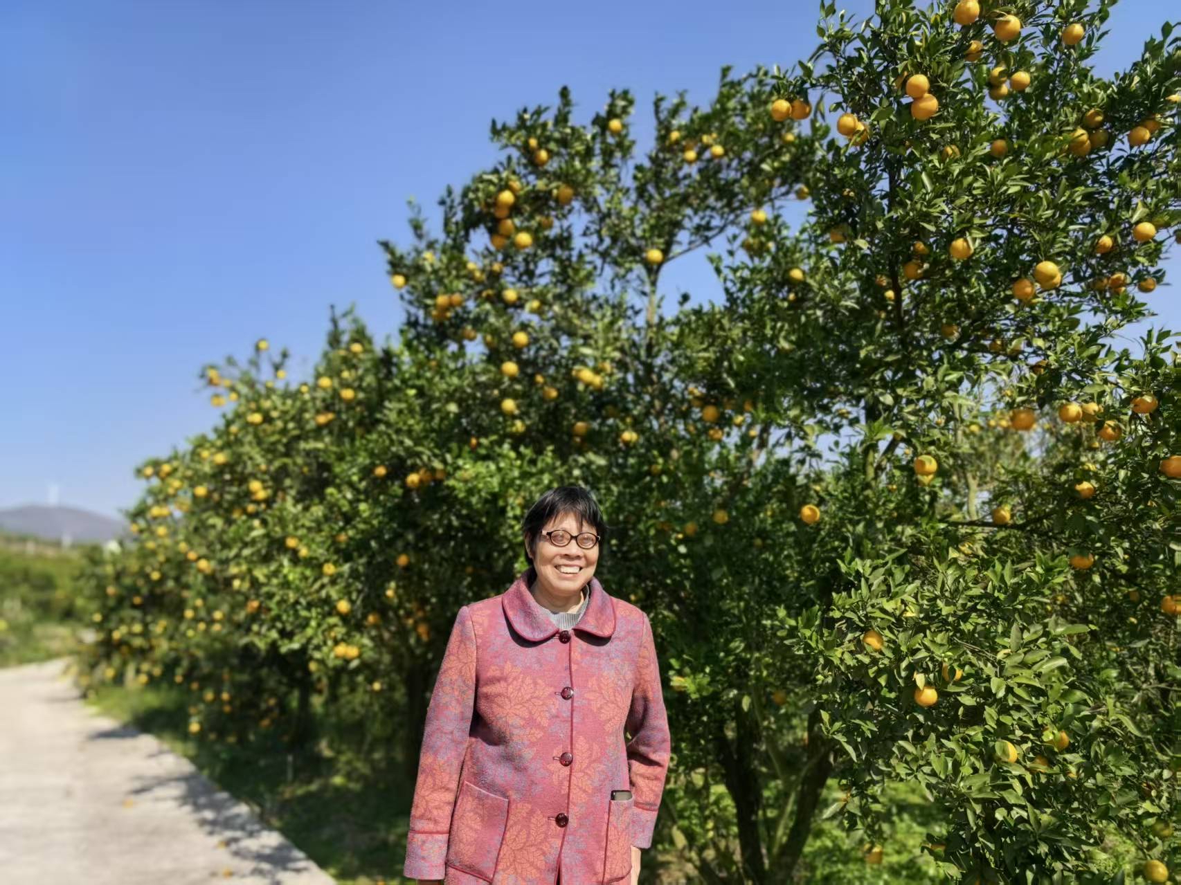 广东连州市大路镇黄坪村的黄帝柑大量上市啦！这背后离不开荔湾区的帮扶。2...