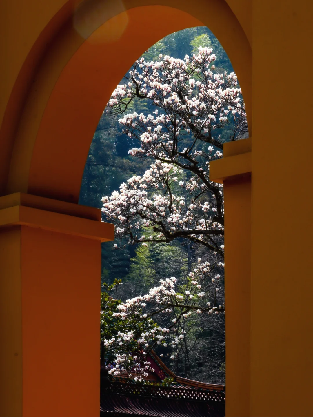 3月6日实拍❗️禅源寺绝美百年玉兰花开70%