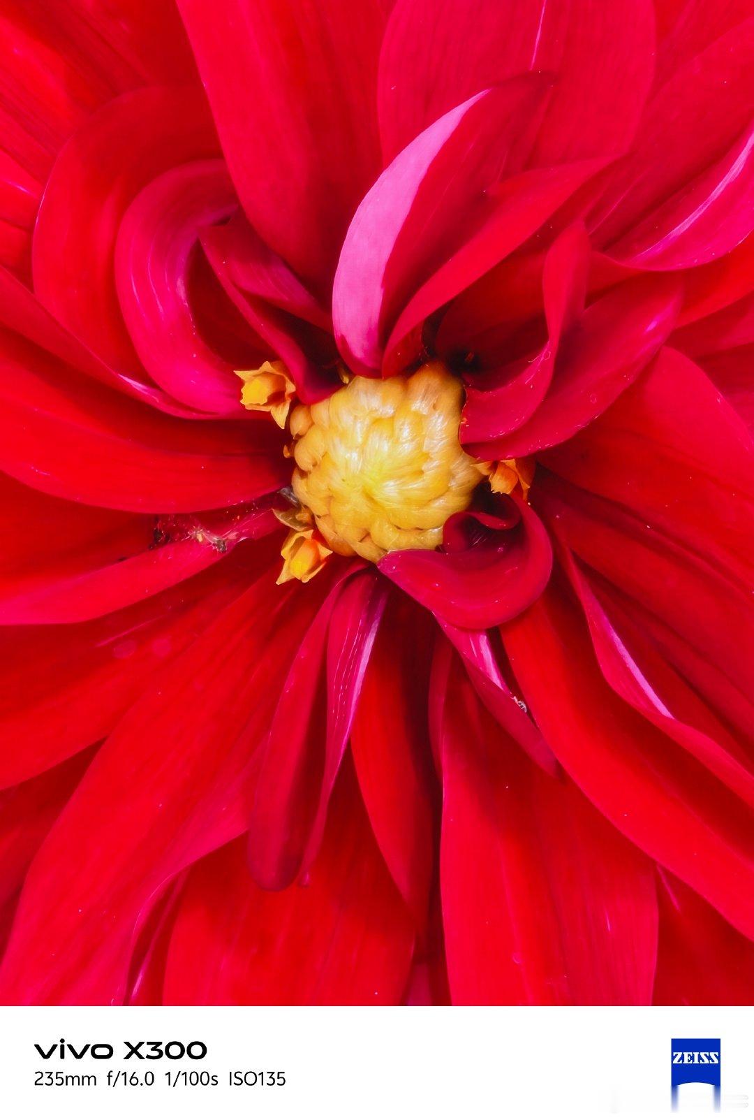 #vivo[超话]# 别只用肉眼看花，打开长焦微距
层层叠叠的艳红，细腻清晰的花蕊
vivo X300蔡司镜头，捕捉花朵不为人知的美#手机摄影##当你有了vivo##v粉同城会##vivo##国庆假期#  ​