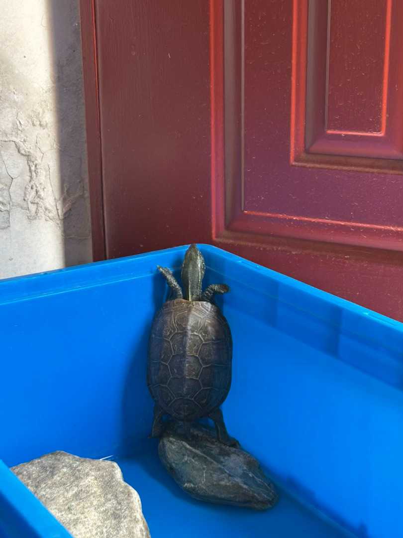 敢问阁下是要越狱嘛🐢 ​​​