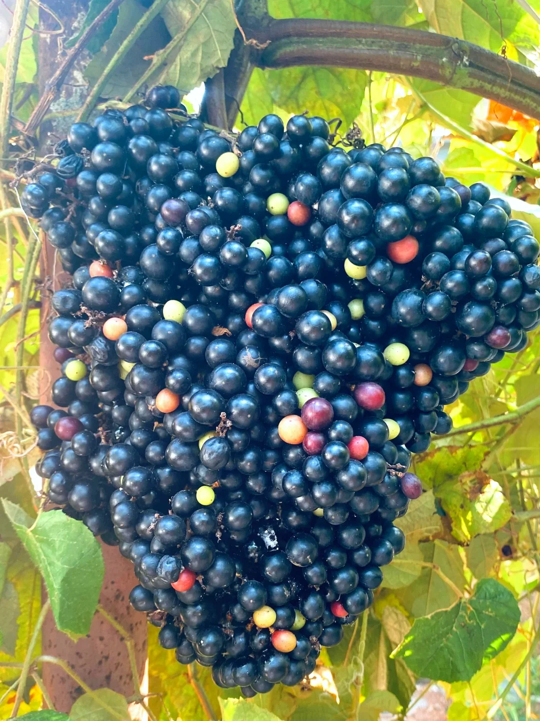 稀有浆果～攀岩葡萄Ampelocissus martini