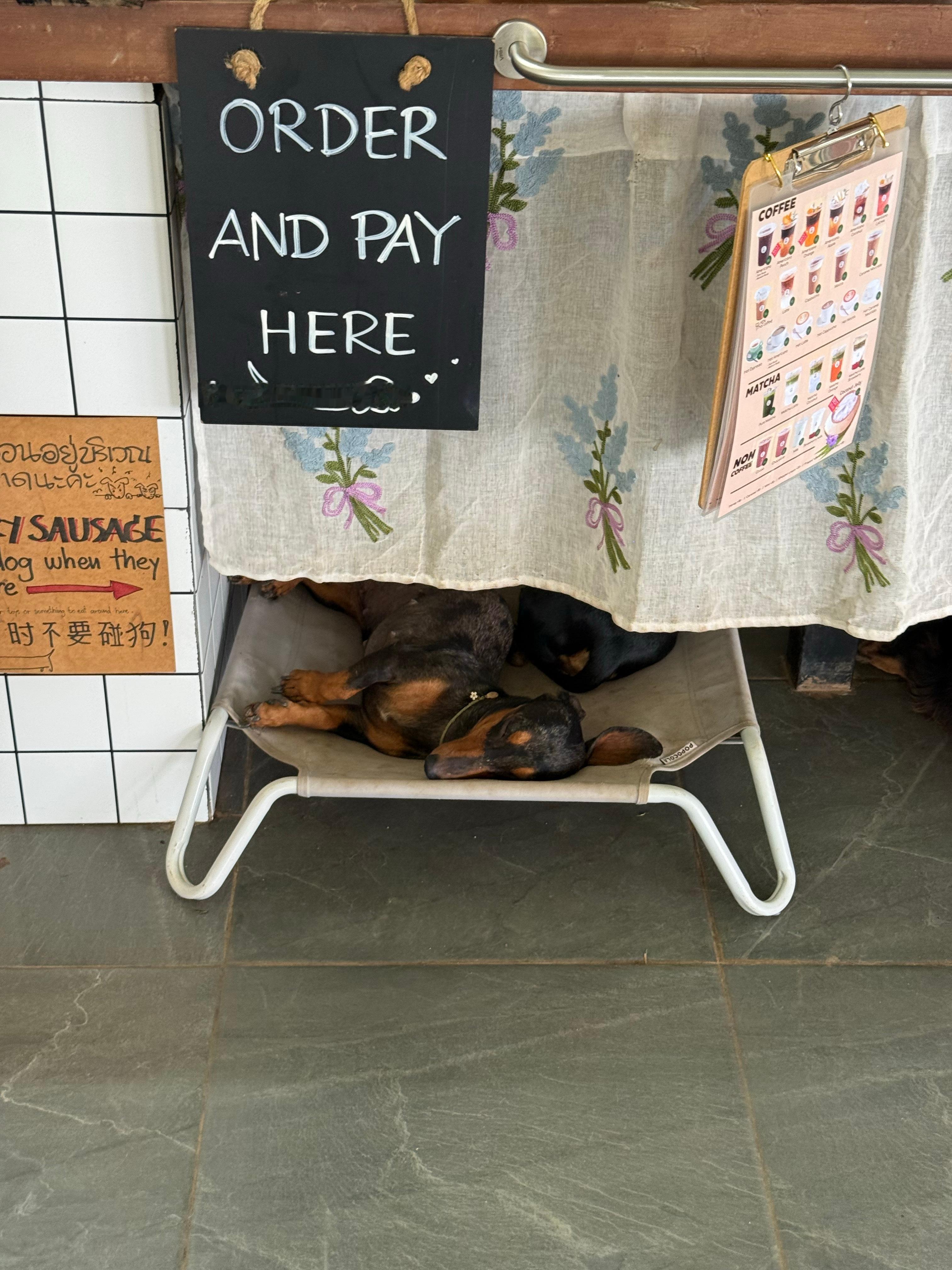 去小象咖啡店看到很多可爱的腊肠狗
喂小象啦 
大象粑粑造纸公园手作好可爱
回到酒店做了苹果美式喝 炒鸡好喝 ​