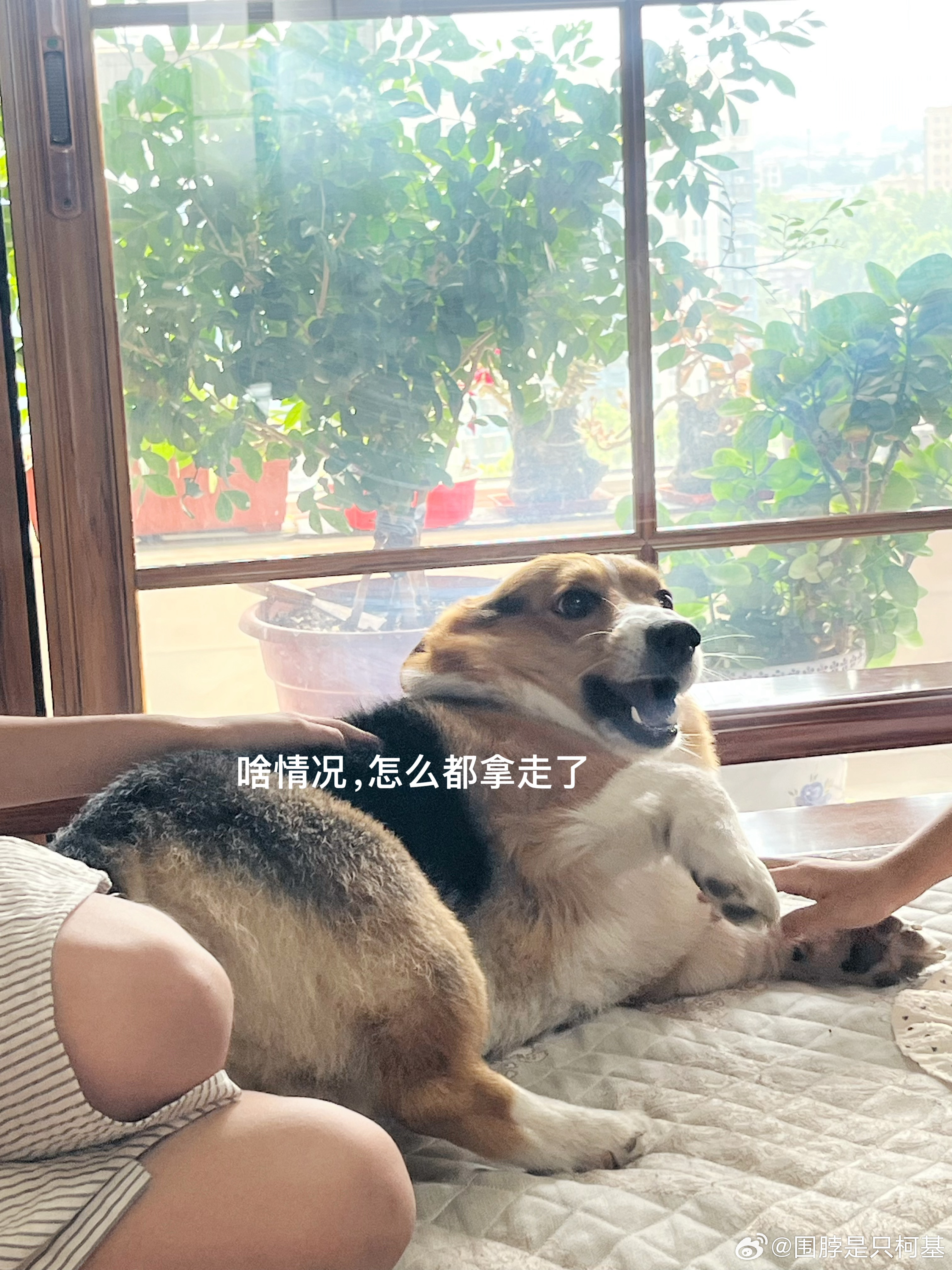 围脖大佬的午休时光  ​​​