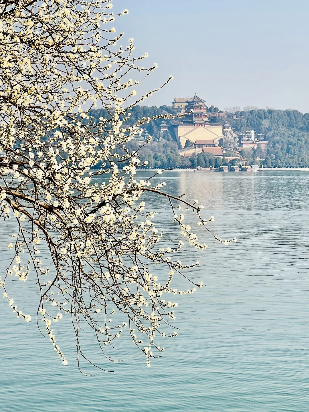 📢3.15西堤花开🌸颐和园开启了它的春和景明