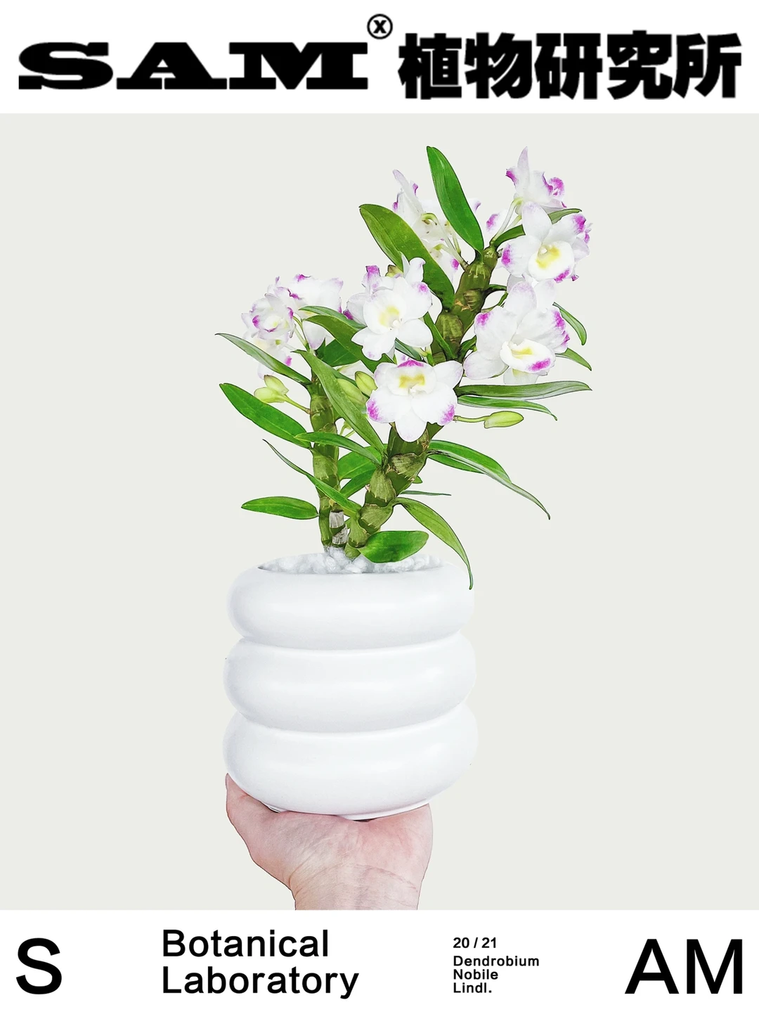 石斛兰｜Dendrobium Nobile