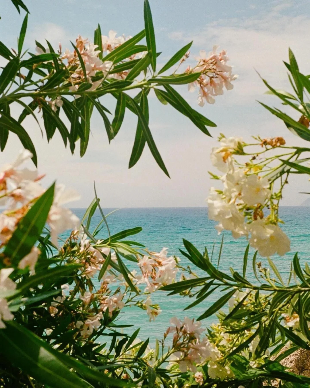 𝓕𝓵𝓸𝔀𝓮𝓻 𝓸𝓯 𝓑𝓵𝓸𝓸𝓶𝓼