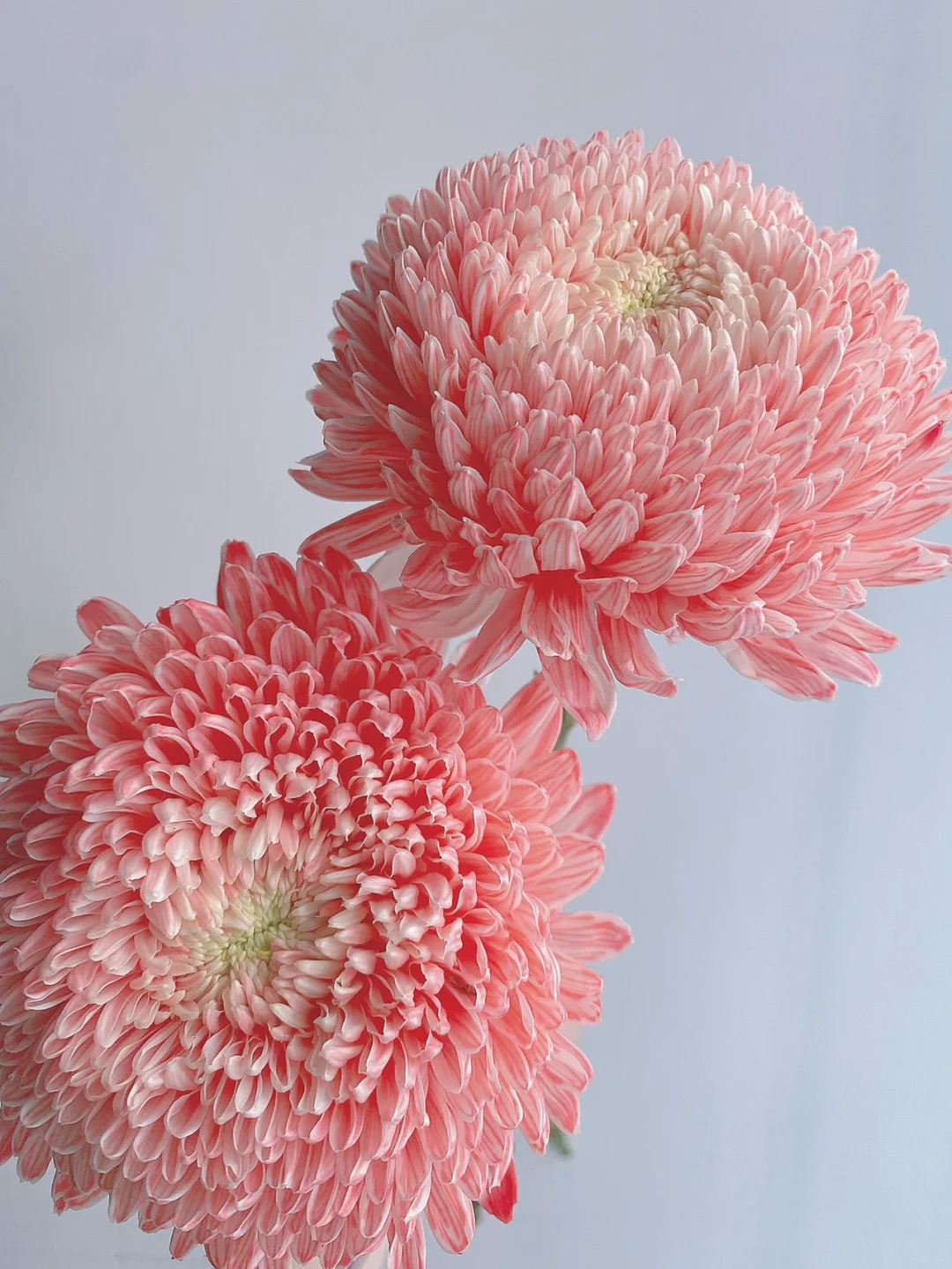 带你每天认识一种花材125｜粉色吸染牡丹菊