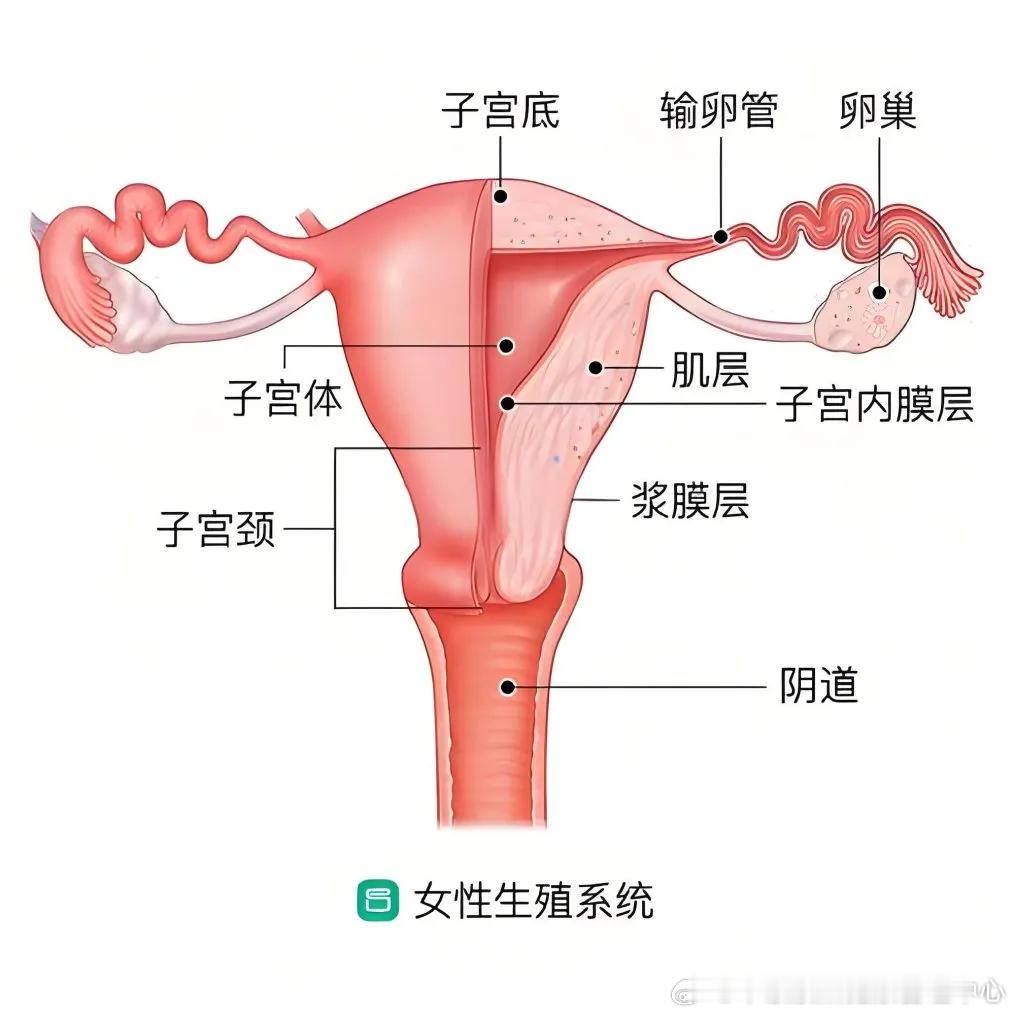 #女高音歌唱家龚爽去世##为什么卵巢癌被称为妇癌之王# 中央民族乐团青年女高音歌唱家龚爽坚强抗癌5年，9月4日因卵巢癌去世，年仅37岁。

卵巢癌被称为女性健康的 “沉默的杀手” ，因为卵巢藏在盆腔深处，早期几乎没有症状。等到腹胀、腹痛、消瘦这些信号出现的时候，70%的患者已经晚期了。而晚期5年生 ​