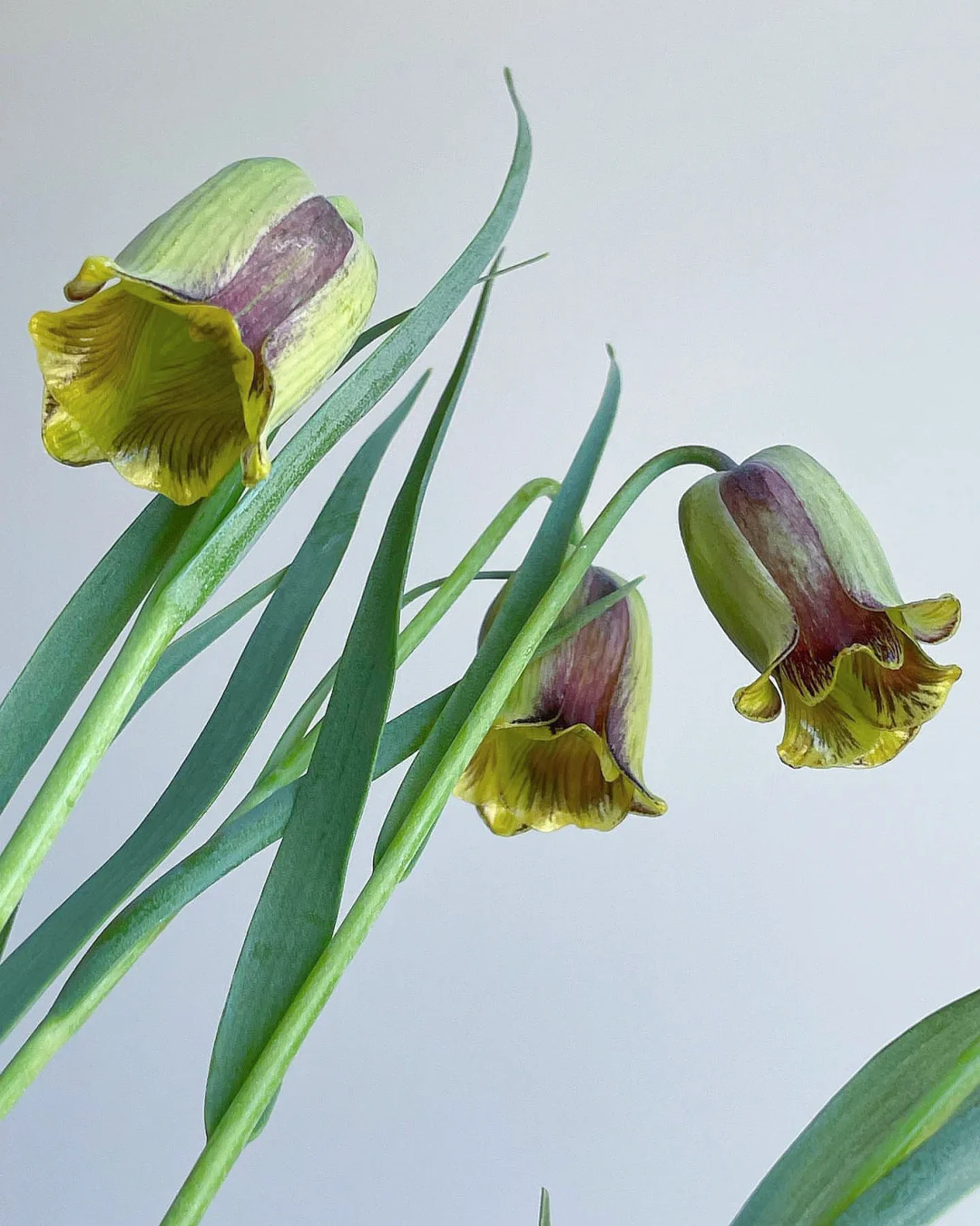 带你每天认识一种花材87｜弯尖贝母