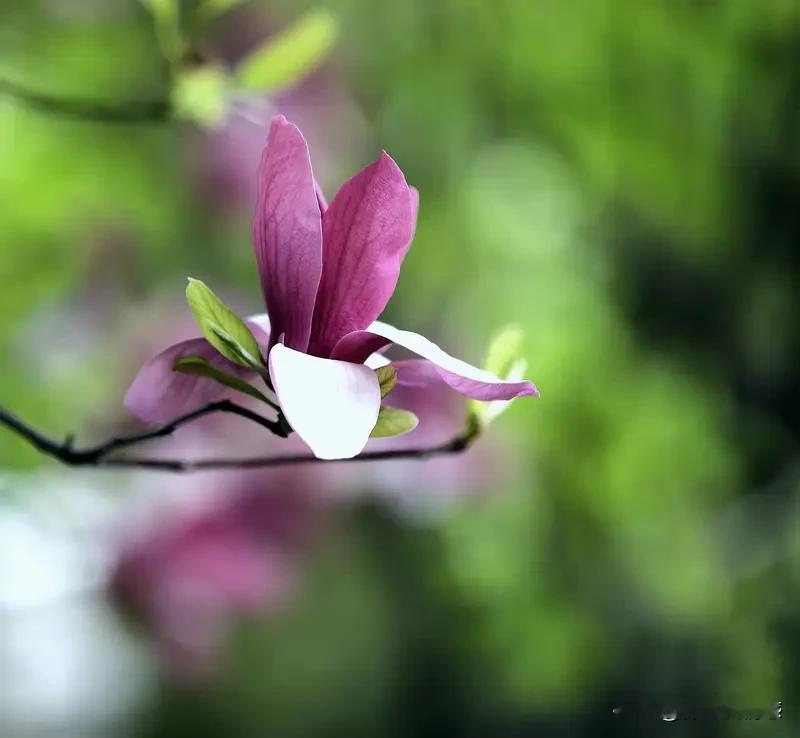这个世界需要理性思考的大脑，也需要敏感温暖的心灵。