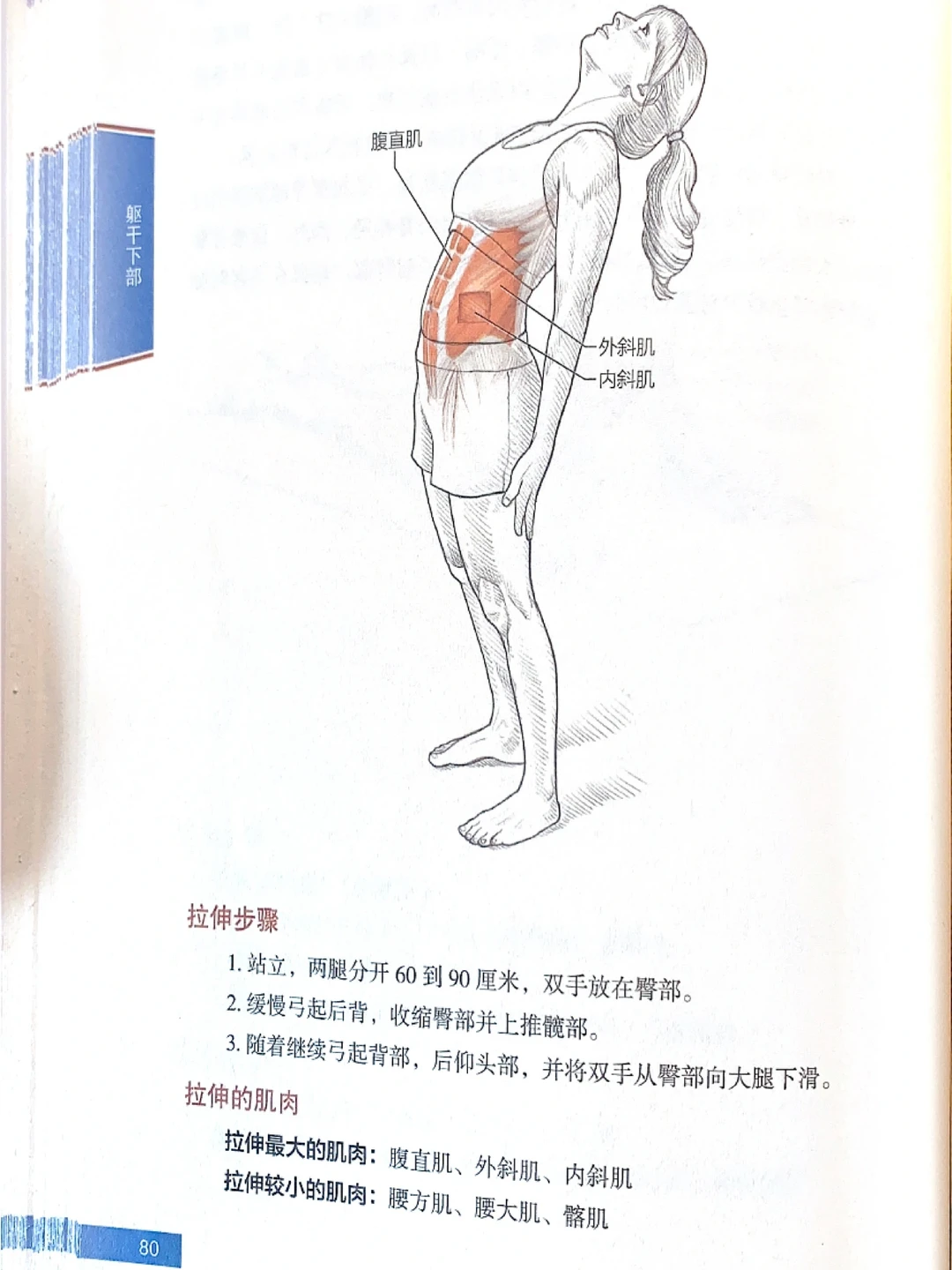 腹部赘肉如何减掉？｜拉伸动作训练