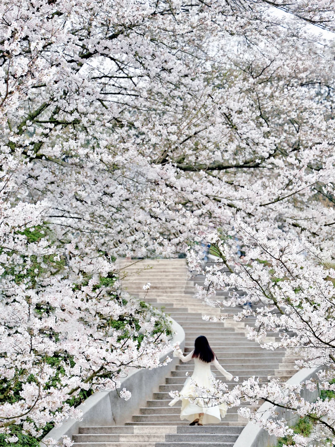 26年杭州樱花已开🌸收好这份赏樱合集‼️