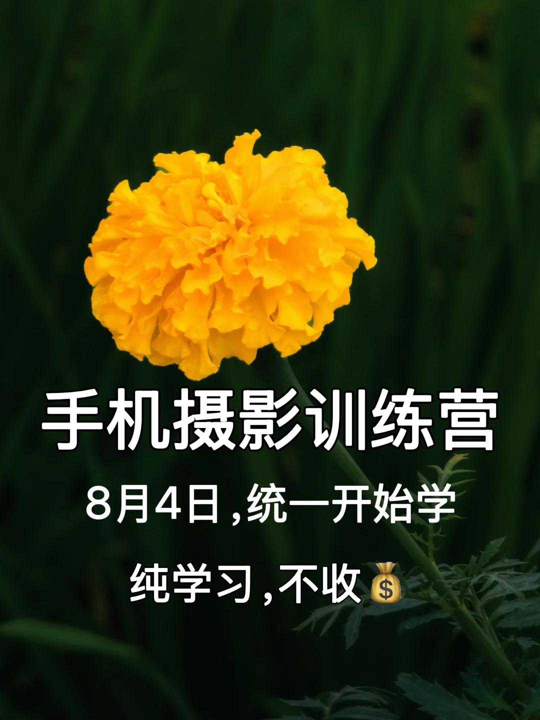 学手机摄影技巧 | 手机摄影训练营 | 学摄影