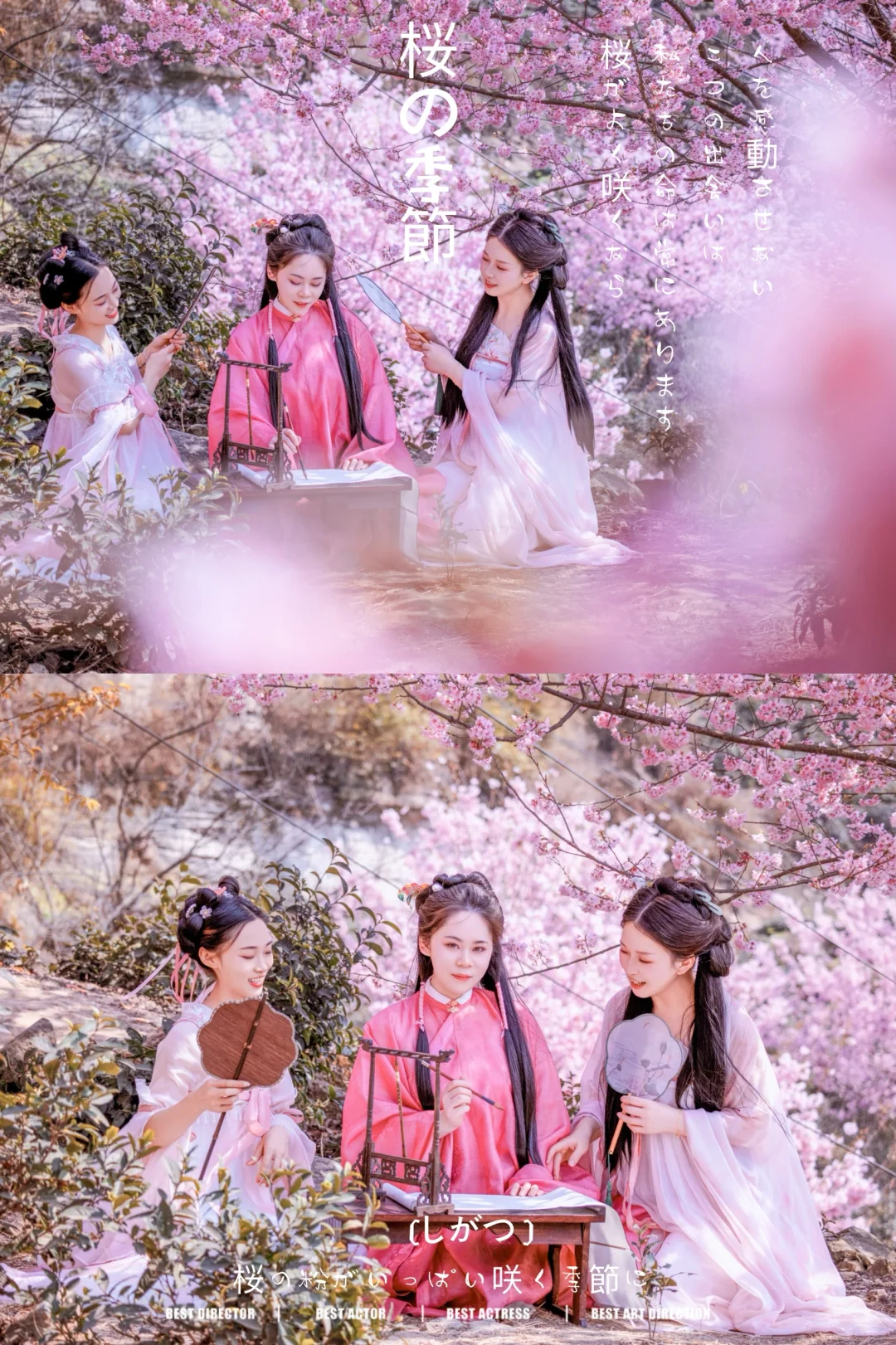 漫山遍野的樱花开了，花期短，快去🌈❤️