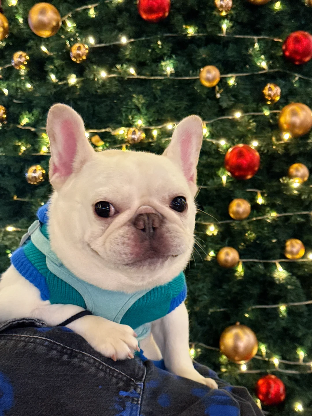 所以今年的愿望都实现了吗？✨