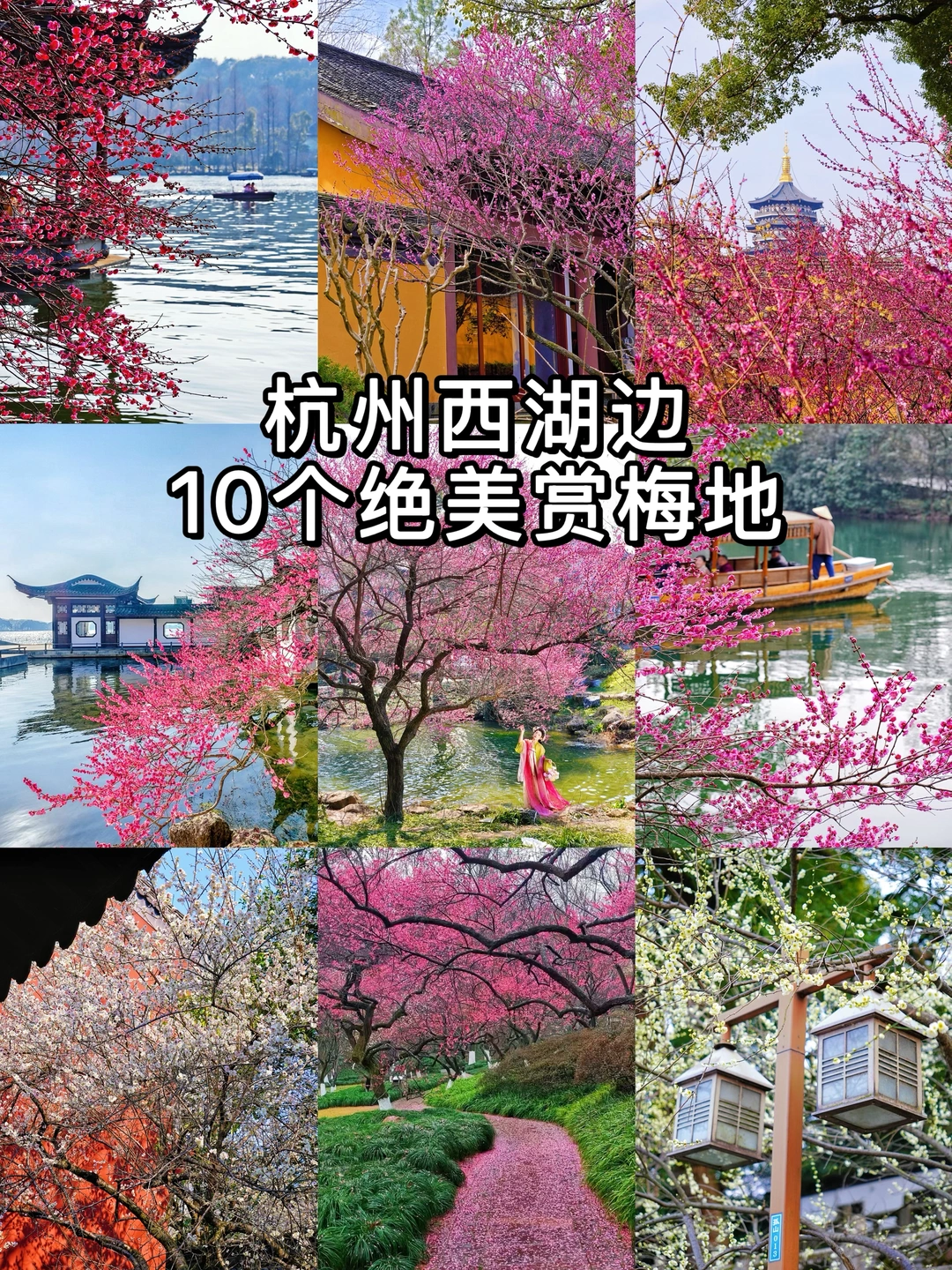 杭州梅花开好啦！西湖边10个绝美赏梅地！