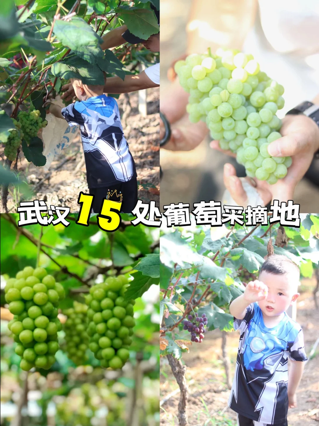 武汉15处葡萄🍇采摘地 | 附采摘地址
