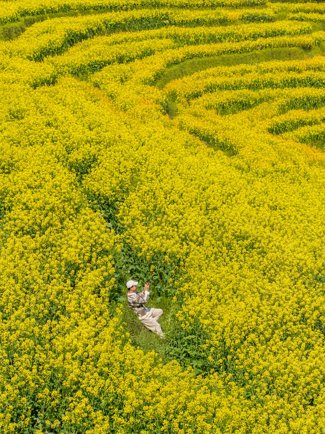 婺源的春天太权威了｜篁岭二期花海正当时