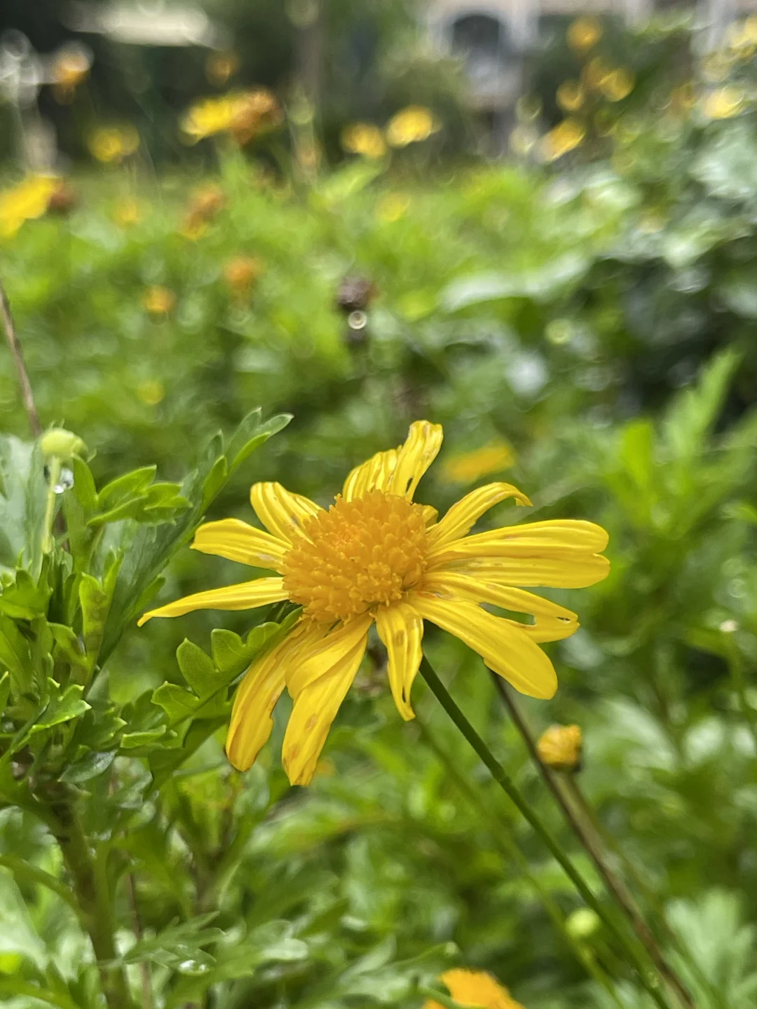 一花一草皆风景