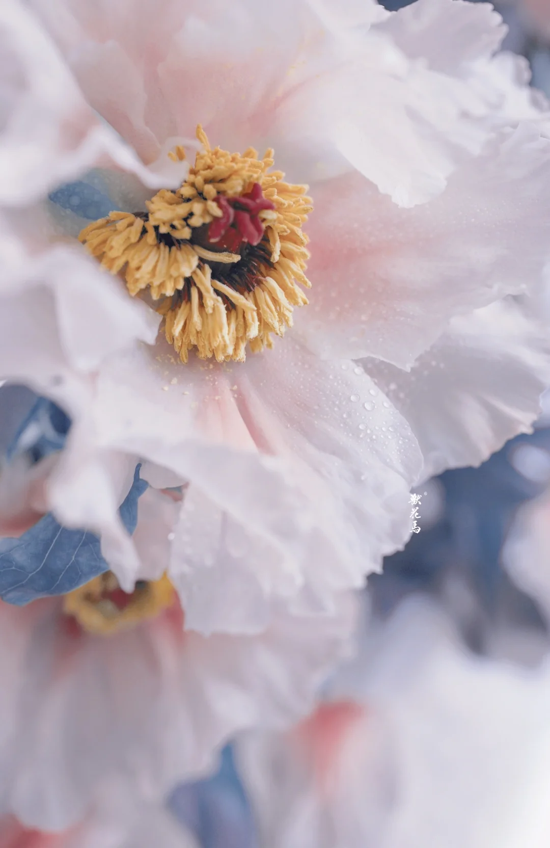 花是一个人的精神外延 • 白凤丹