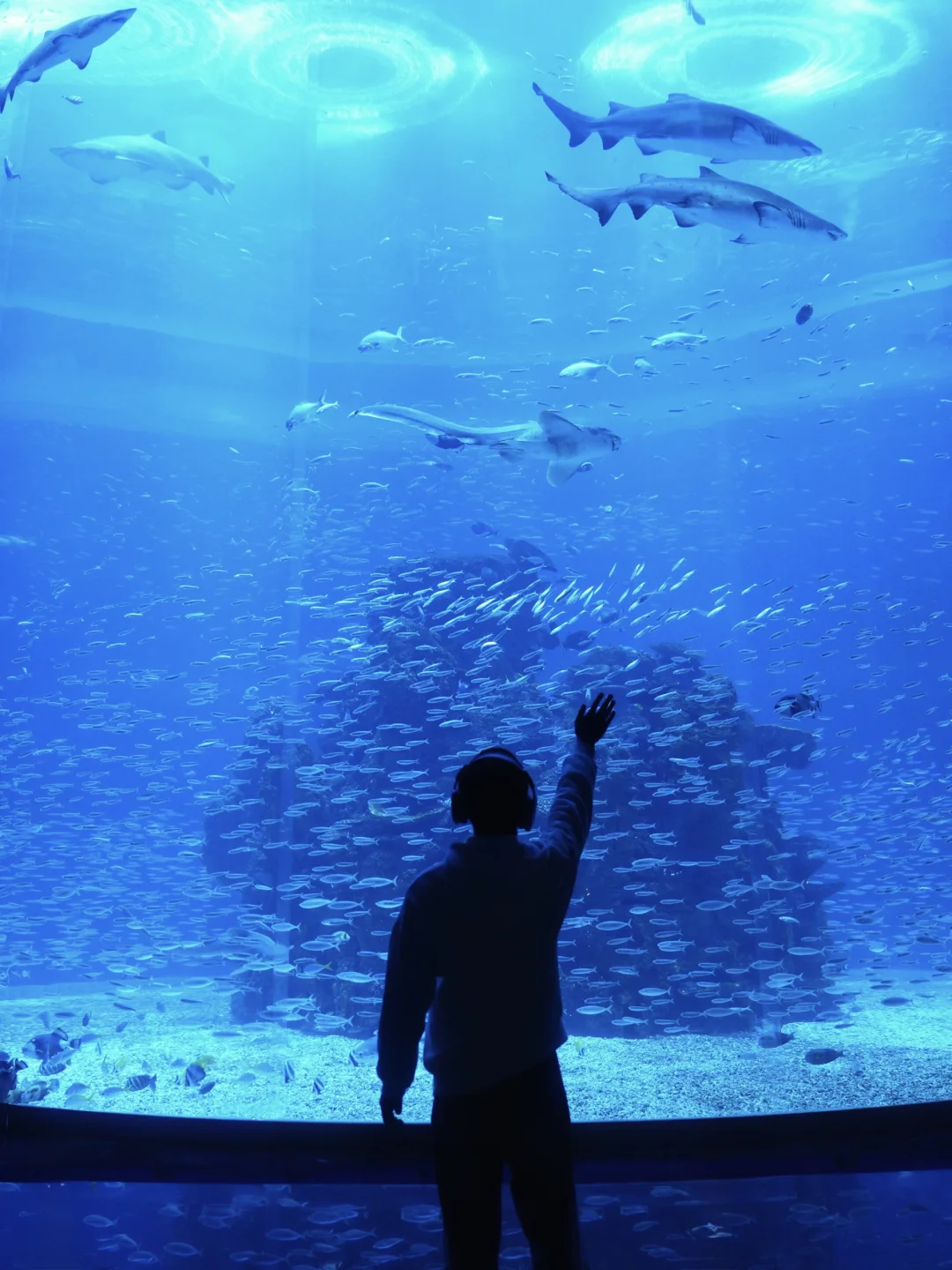 小梅沙海洋世界，简直就是新春氛围感的神‼️