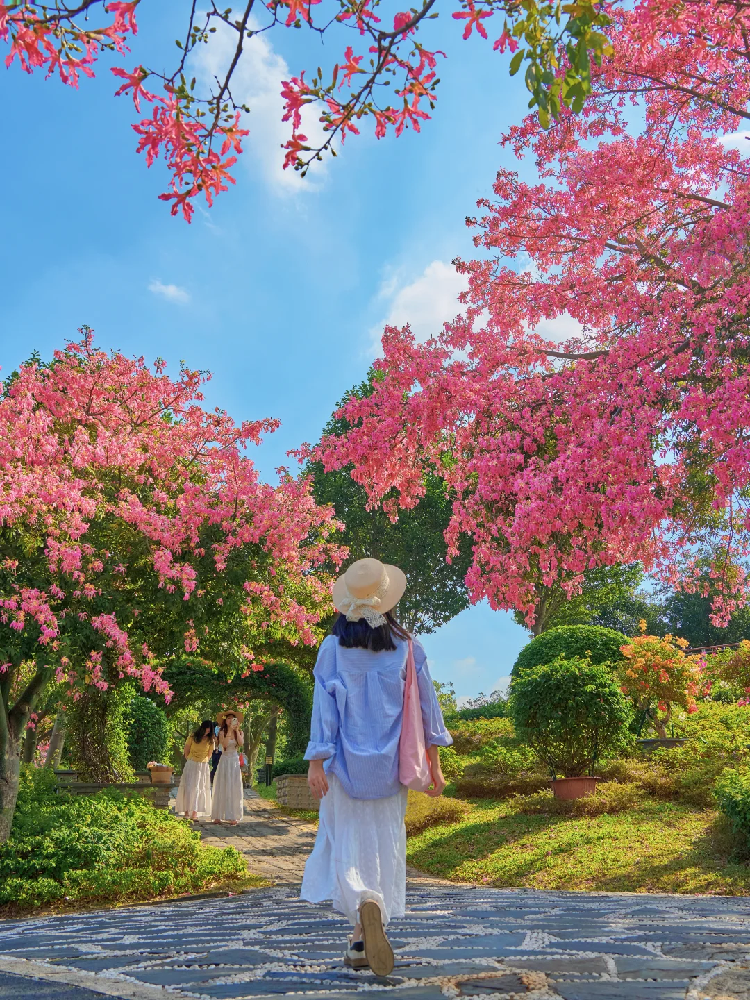 错过等一年🌸东莞这个免费公园异木棉美爆了