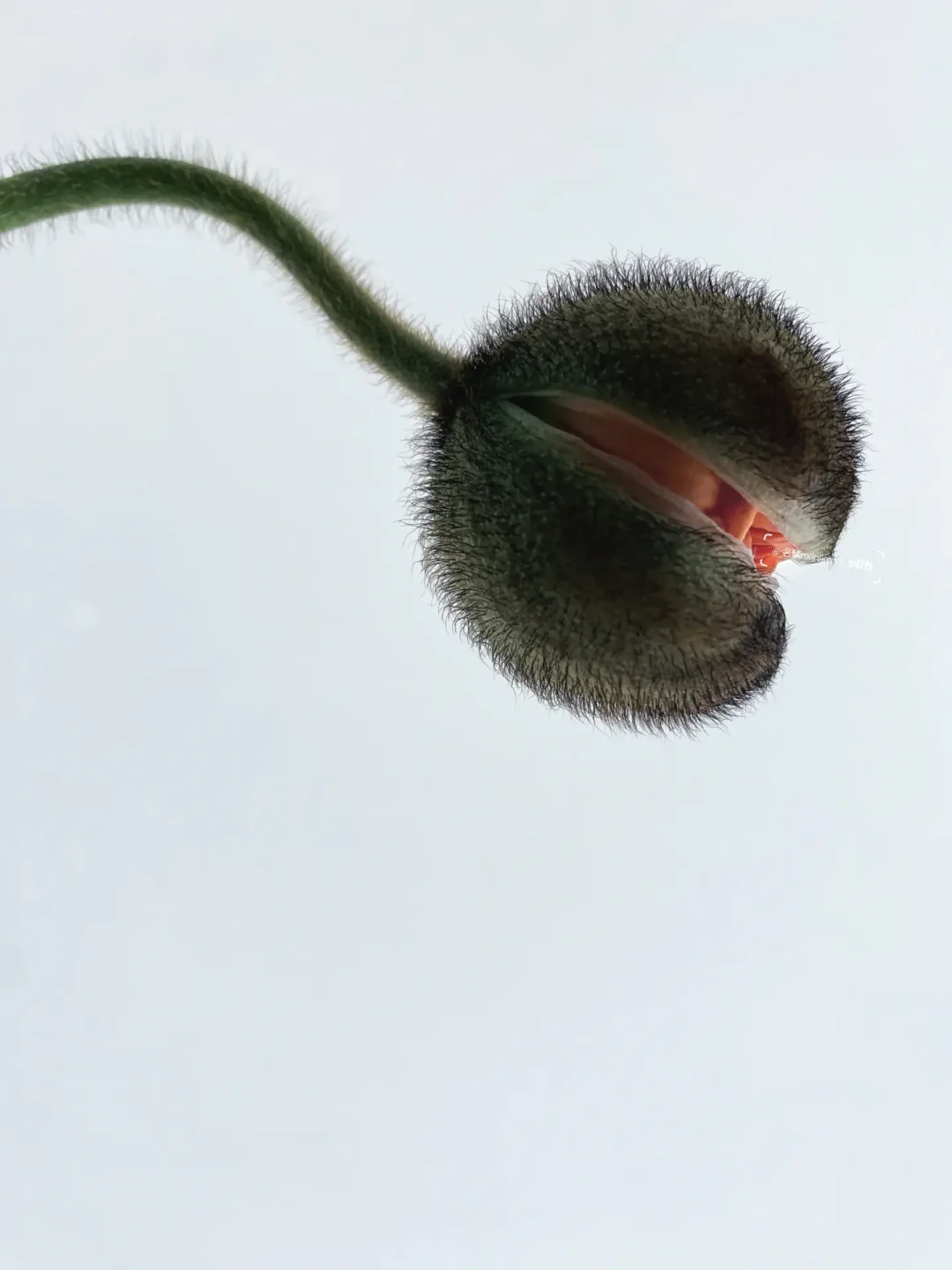 花材分享｜虞美人 • 铁蛋开花记🌼