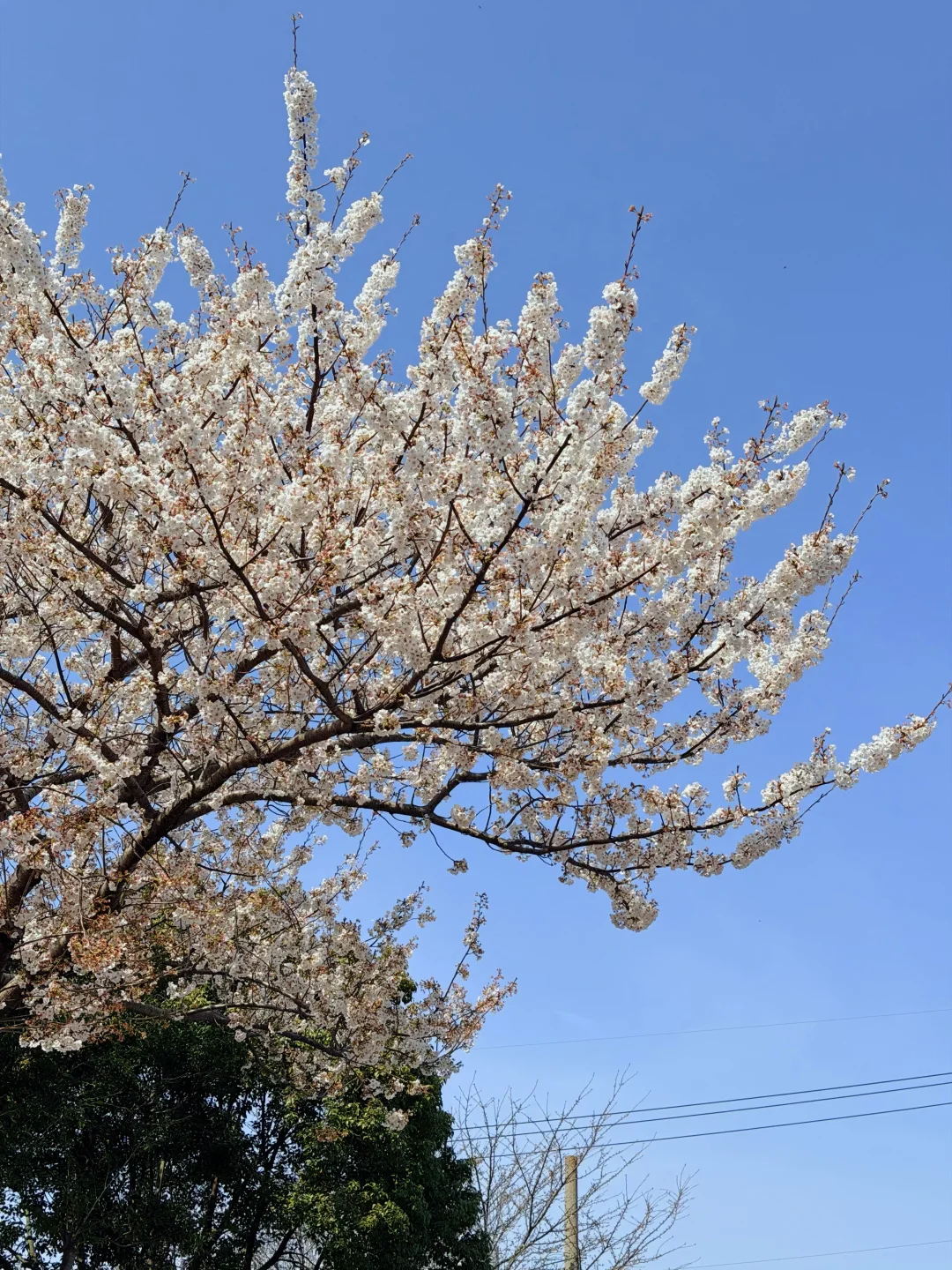 3.28实拍‼️济州岛🌸发誓再也不做樱花难民了