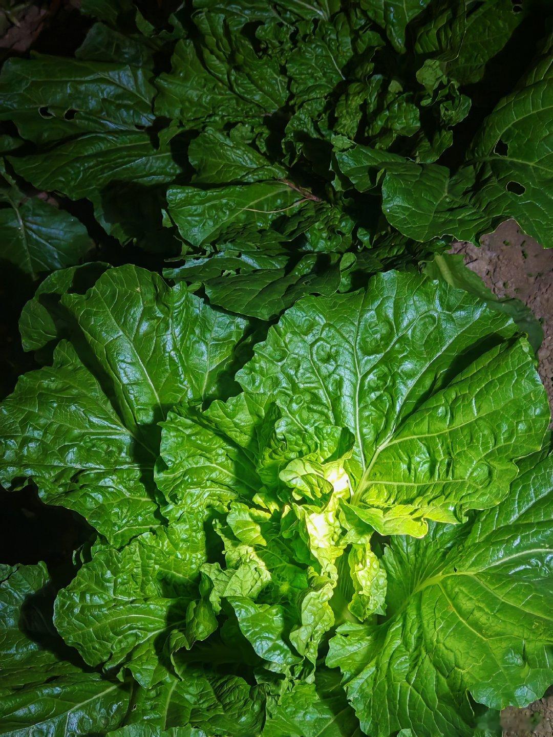 克拉克森的农场种出了土豆，老妈的农场种出了巨型白菜 ​