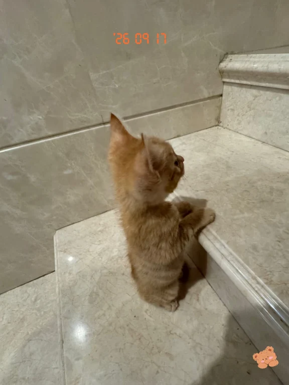 小奶猫努力爬楼梯也太乖啦✨