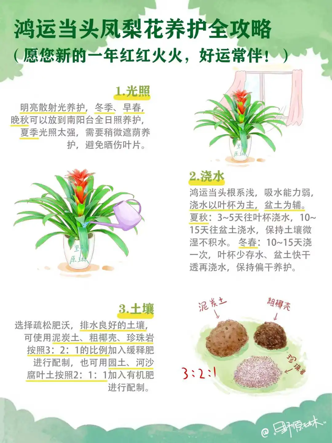 鸿运当头凤梨花的养护攻略来啦！