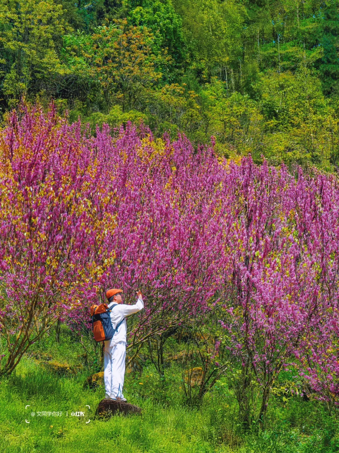 在海拔1147米山上居然能拍到牡丹紫荆同框！