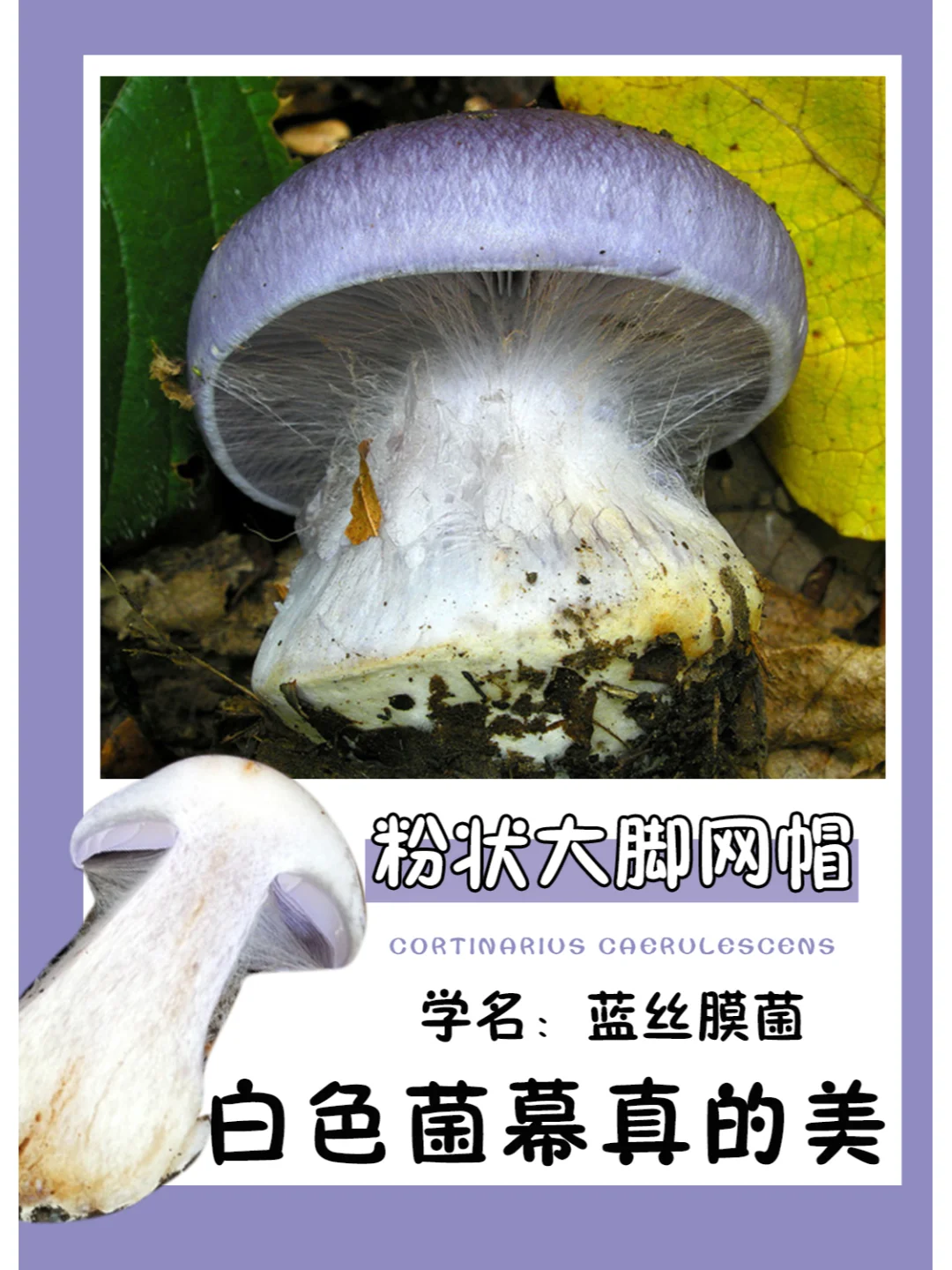 好像穿了一层白纱~