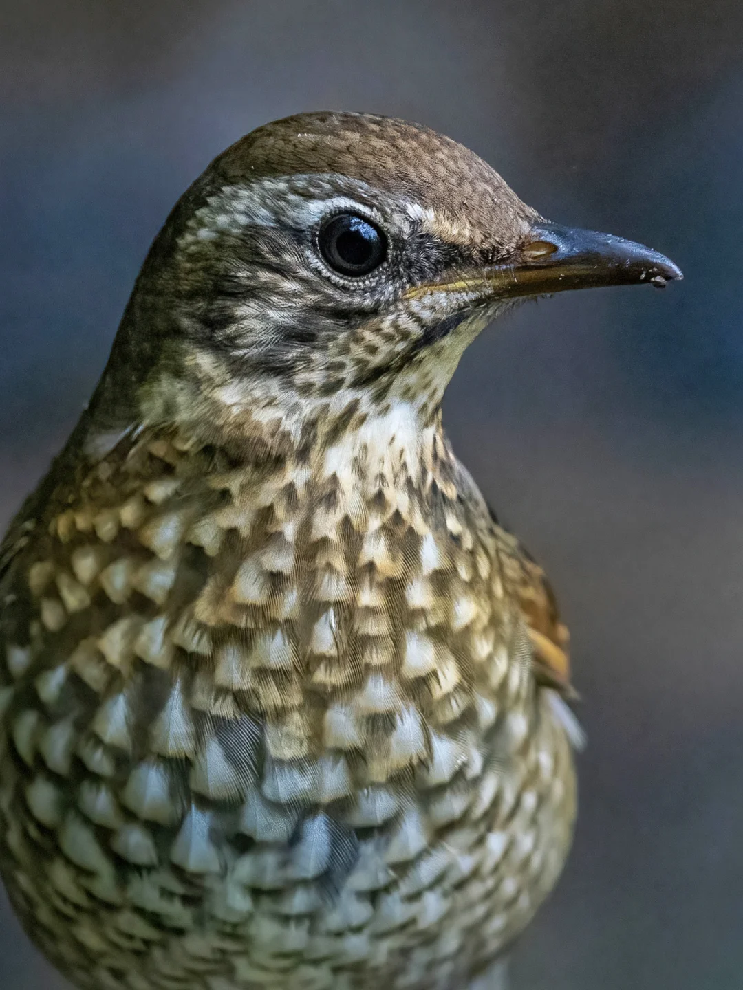 白眉地鸫妹妹走到了我面前！