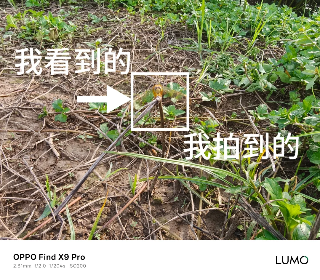 OPPO影像—长焦微距的魅力