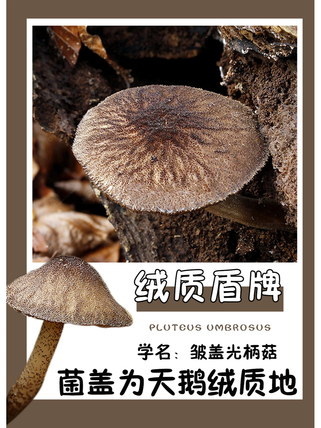 菌盖是天鹅绒质地，一定很好摸吧~