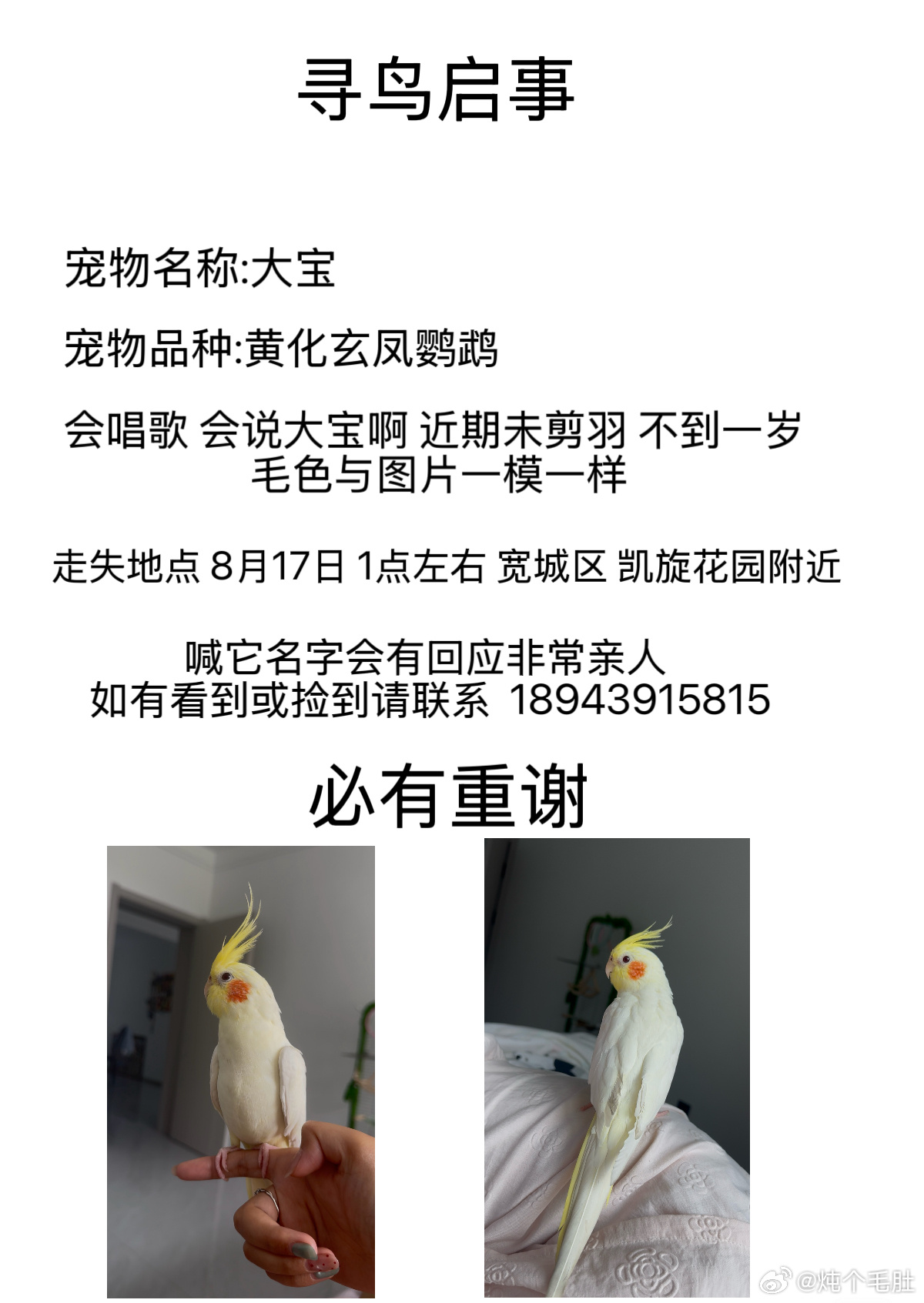 #鹦鹉[超话]#  寻鸟启示
长春市宽城区凯旋花园 8月17日下午在凯旋花园不慎飞丢
它是从小家养宠物鹦鹉，完全没有野外觅食、避险能力，大雨天在外极易受凉遇险，胆子很小不会主动攻击人。
✅发现请不要驱赶、捕捉，可轻声安抚投喂小米清水，原地联系我即可。
如有目击线索、捡到收留，麻烦联系：18943915 ​