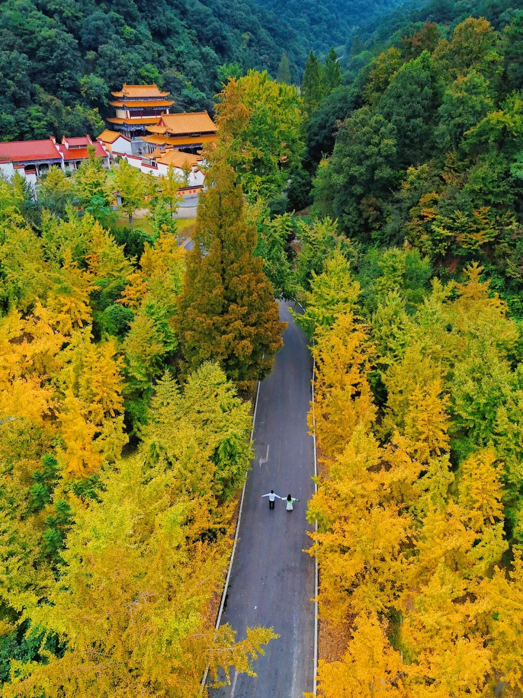 终于黄了‼️武汉周边银杏谷秘境🍂祈福看云海