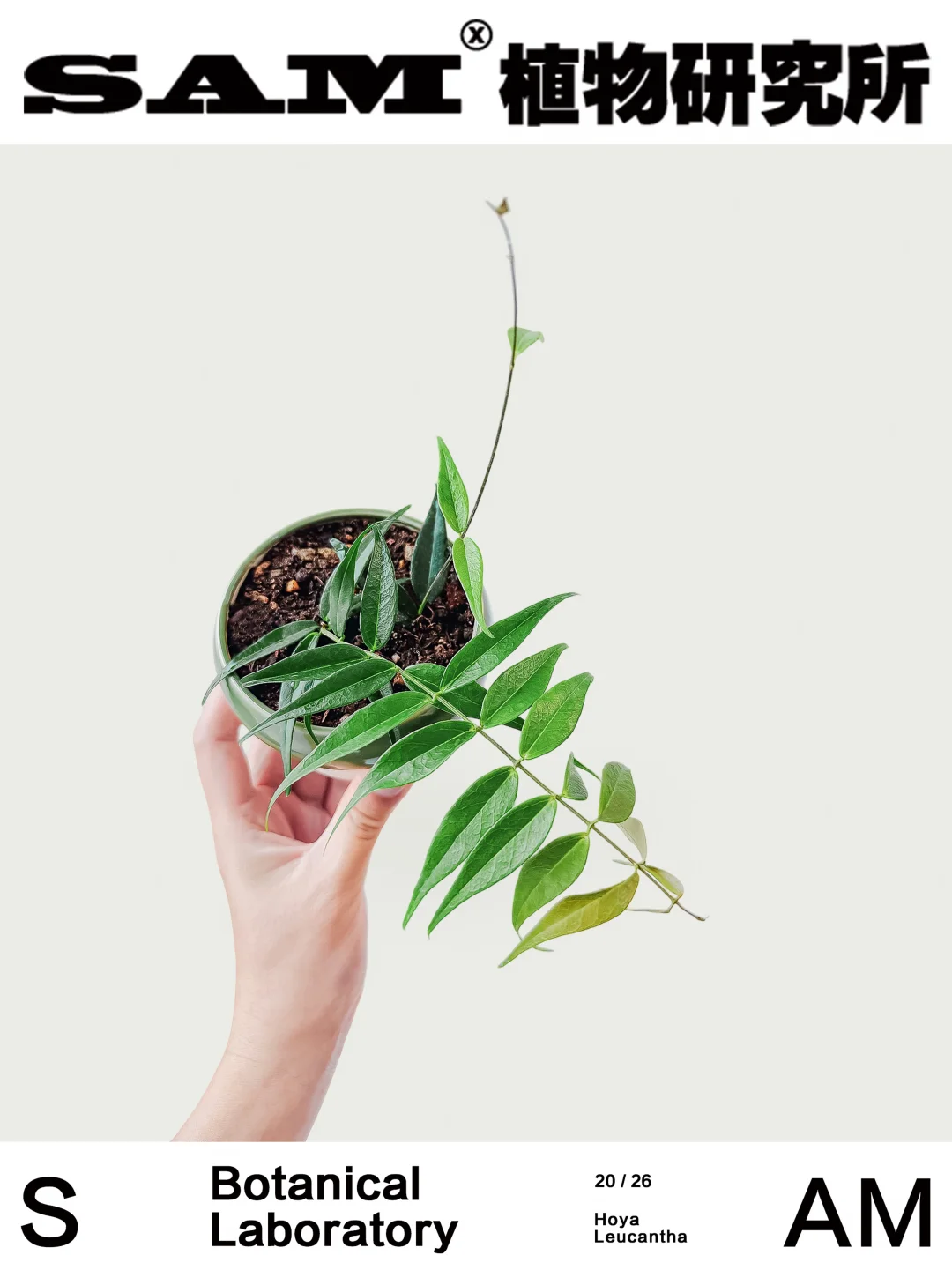 柳氏球兰｜Hoya Leucantha