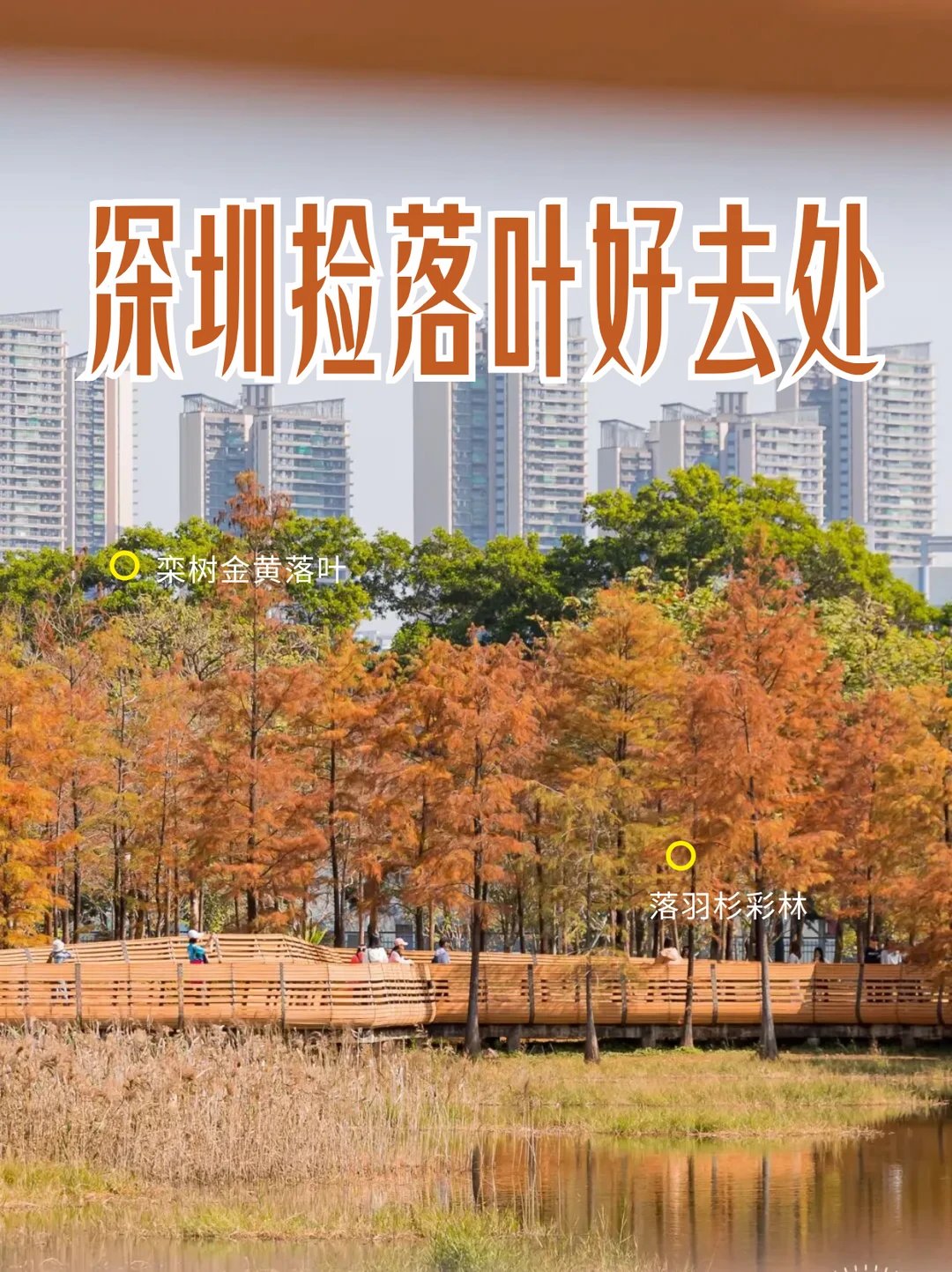 🍂深圳秋天看落叶的地方 | 栾树+落羽杉