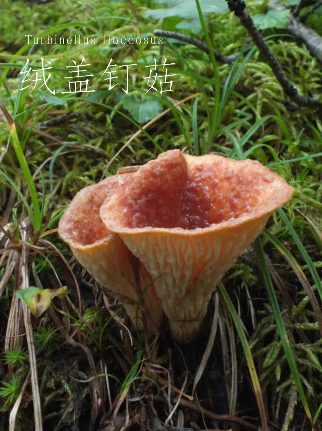 绒盖钉菇，漂亮的小喇叭